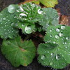 Img_4074a_thumb