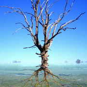 Tree_mirage_resize_card