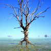 Tree_mirage_resize_thumb
