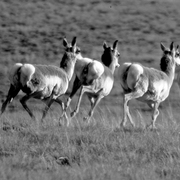 Antelope-sp_card