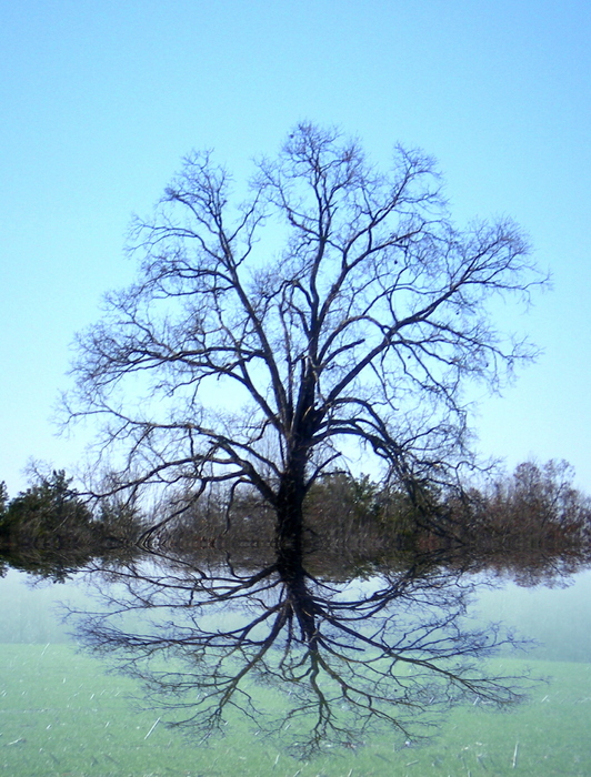 Tree_mirage_2_inset