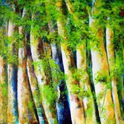 Floresta_amaz_nica_v_card