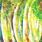Floresta_amaz_nica_vi_card