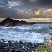 1199-coastal_california_cougar_sunset_card