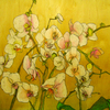 Orchids_thumb
