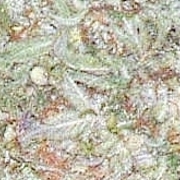White_rhino_jungle_card