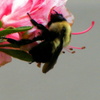 Img_1583_thumb