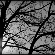 Trees_copy_card