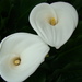 Dsc06354_square
