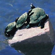 Img_5460_card
