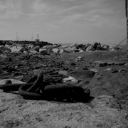 Contaminazione_selvaggia_card