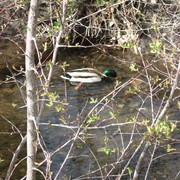 Diving_duck_card