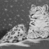 Eveningsnow_thumb