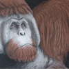 Orangutan_thumb