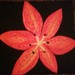 Tiger_lily_square