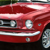 Mustang-5_web_thumb