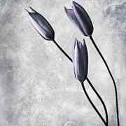 Tulips_card