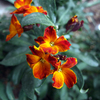 Bouquet_thumb