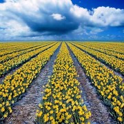 Spring_fields-web_card