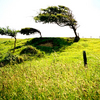 Trees-cuckmere-1a_copy_thumb