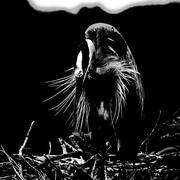 Heron042909_card
