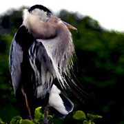 Heron_glow_card