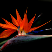 Bird_of_paradise_card