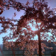 Hello_spring_card