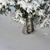 Tracksinsnow16x24_thumb