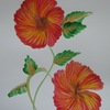 Hibiscus_thumb