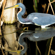 Reflec_1_card