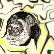 Portrait_of_homer_my_dog_card