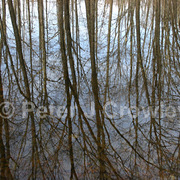 Colorfineart-coventrytreeslaidlawparkrefletion-d-17-09-37_card