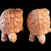 Big_turtles_thumb