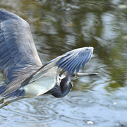 Tri_in_flight_card