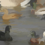 Duck_art_card