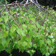Img_0122_1__card