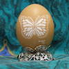 Brown_eggs_butterfly_thumb