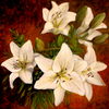 Day_lilies_thumb