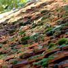 Lubostron_192_thumb