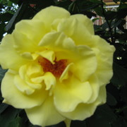 Img_0165_card