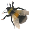 Ulf_bumble_white_bkg_small2l_thumb