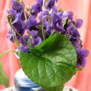 Violet_card