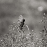 Photo09_9_card