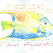 Senol_sak-1_card