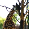 Giraffe3_thumb
