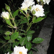 Img_0176_card