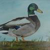 Mallard_duck_thumb