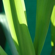 Sun_and_green_042_card
