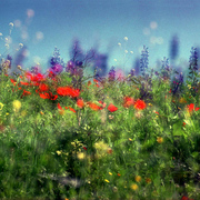 Blossom_28_1280_t_card